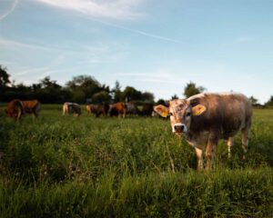 As vacas podem ajudar no tratamento da covid-19